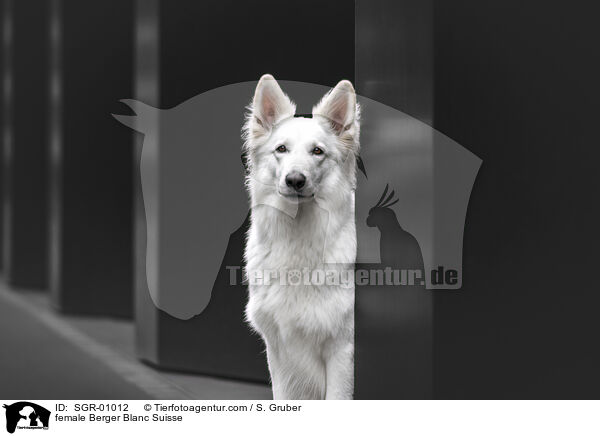 female Berger Blanc Suisse / SGR-01012