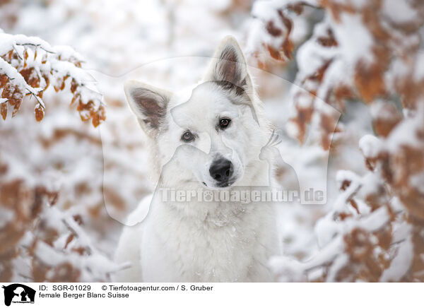 female Berger Blanc Suisse / SGR-01029