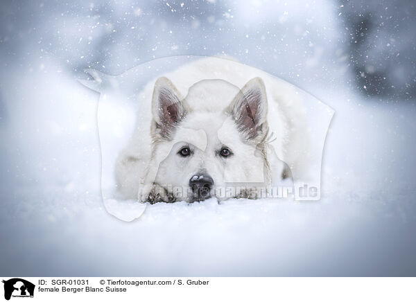 female Berger Blanc Suisse / SGR-01031