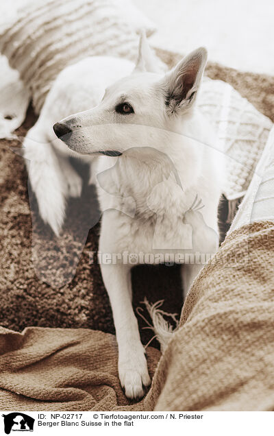 Weier Schweizer Schferhund in der Wohnung / Berger Blanc Suisse in the flat / NP-02717