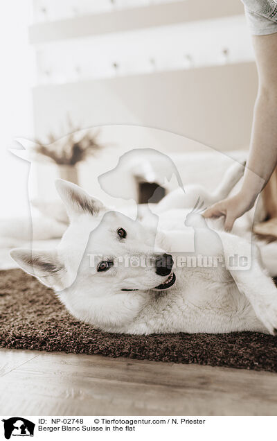 Weier Schweizer Schferhund in der Wohnung / Berger Blanc Suisse in the flat / NP-02748