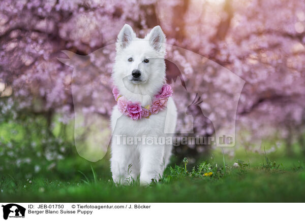 Weier Schweizer Schferhund Welpe / Berger Blanc Suisse Puppy / JEB-01750