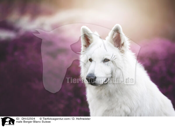 male Berger Blanc Suisse / DH-02504