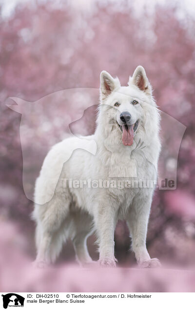 Weier Schweizer Schferhund Rde / male Berger Blanc Suisse / DH-02510