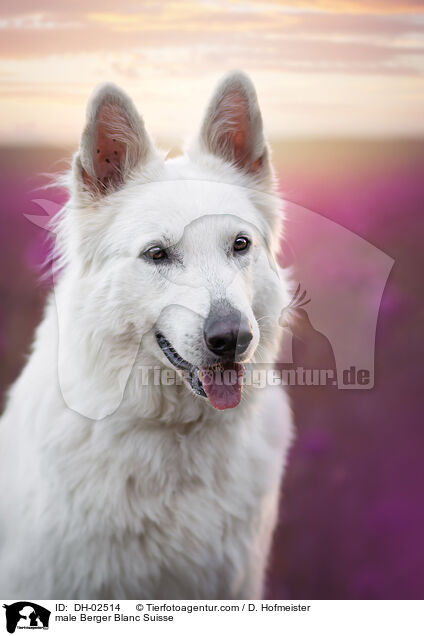 Weier Schweizer Schferhund Rde / male Berger Blanc Suisse / DH-02514