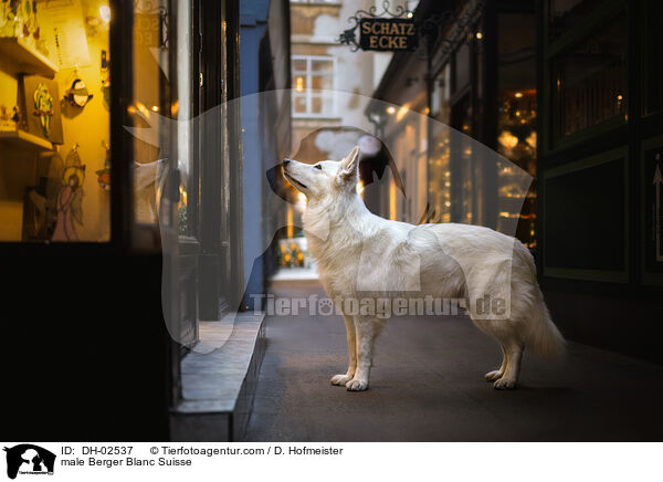 male Berger Blanc Suisse / DH-02537