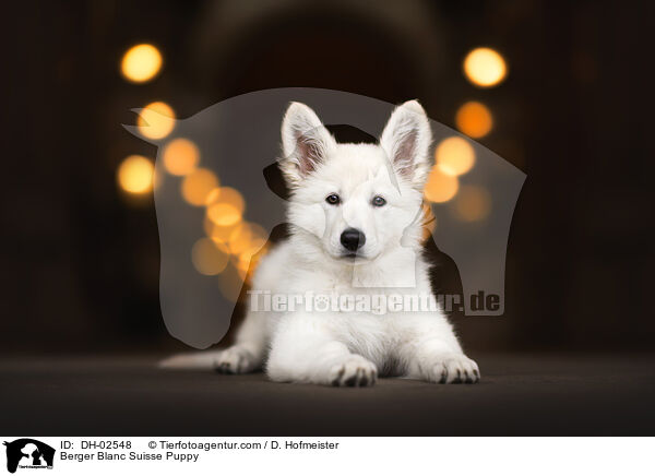 Weier Schweizer Schferhund Welpe / Berger Blanc Suisse Puppy / DH-02548