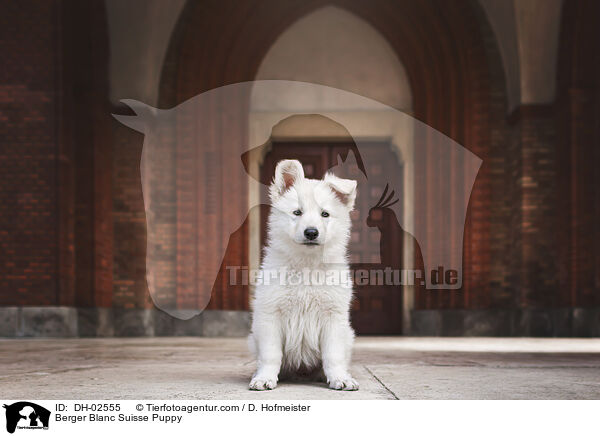 Berger Blanc Suisse Puppy / DH-02555