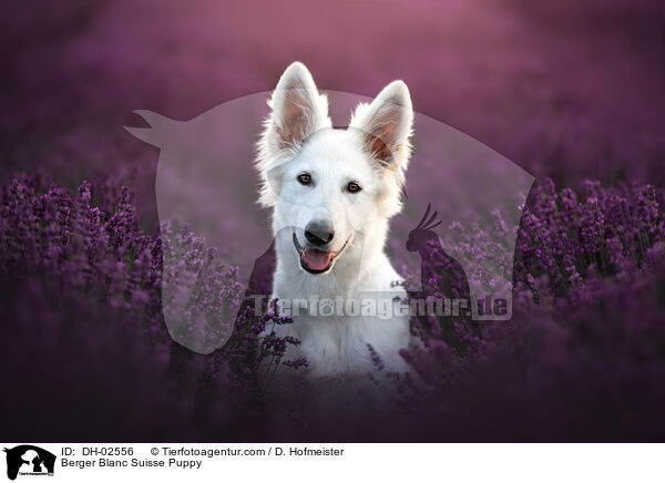 Weier Schweizer Schferhund Welpe / Berger Blanc Suisse Puppy / DH-02556