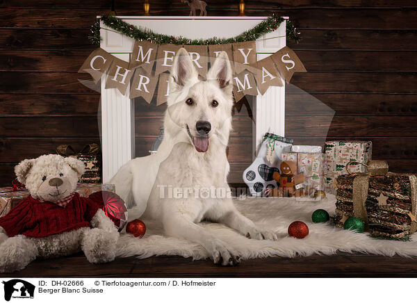 Weier Schweizer Schferhund / Berger Blanc Suisse / DH-02666