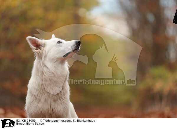 Weier Schweizer Schferhund / Berger Blanc Suisse / KB-08059