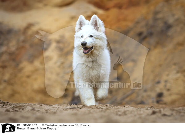 Weier Schweizer Schferhund Welpe / Berger Blanc Suisse Puppy / SE-01807