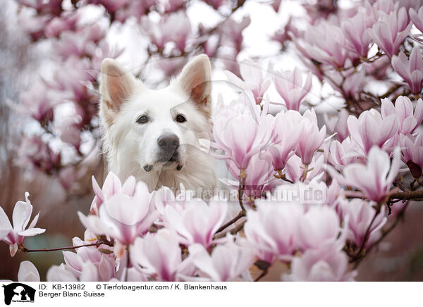 Berger Blanc Suisse / KB-13982