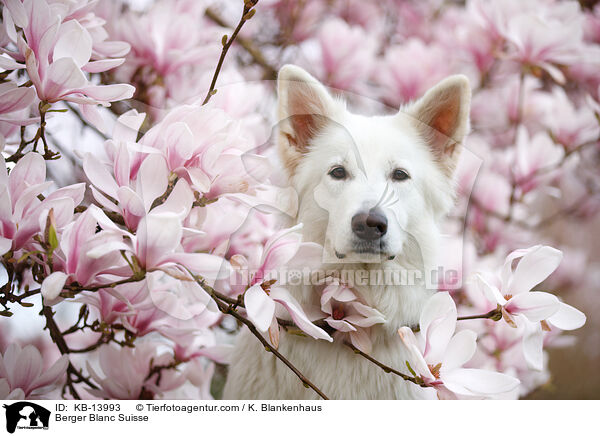 Berger Blanc Suisse / KB-13993