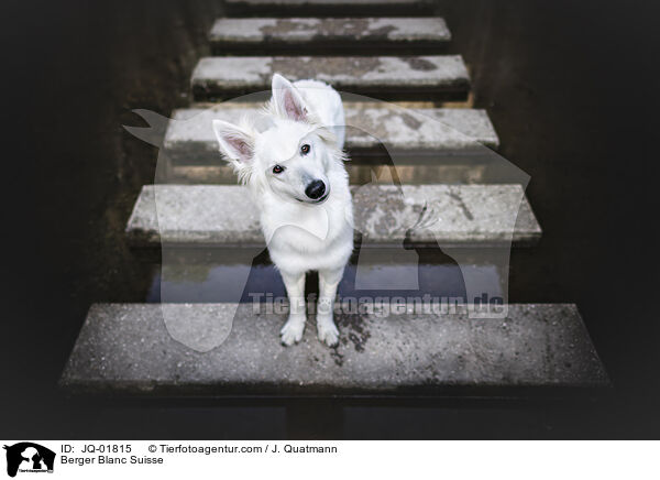 Weier Schweizer Schferhund / Berger Blanc Suisse / JQ-01815