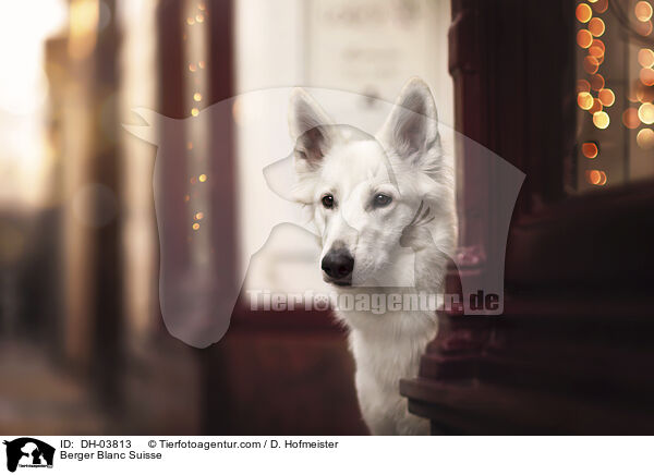 Weier Schweizer Schferhund / Berger Blanc Suisse / DH-03813