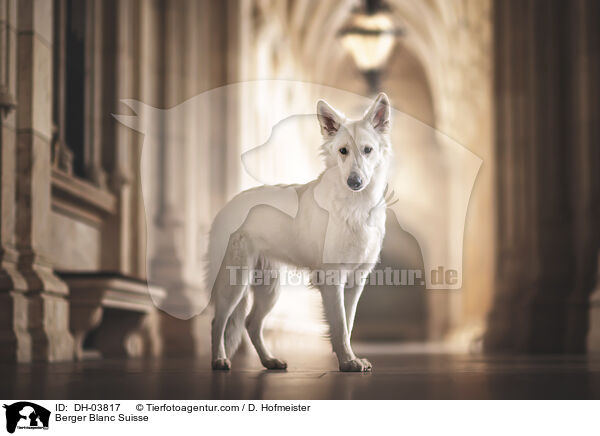 Weier Schweizer Schferhund / Berger Blanc Suisse / DH-03817