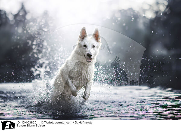 Weier Schweizer Schferhund / Berger Blanc Suisse / DH-03820