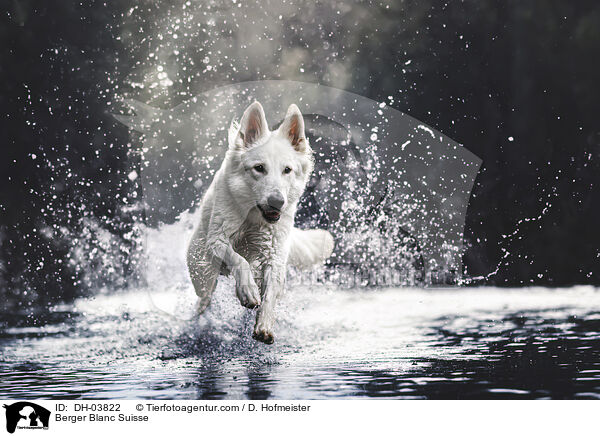 Weier Schweizer Schferhund / Berger Blanc Suisse / DH-03822