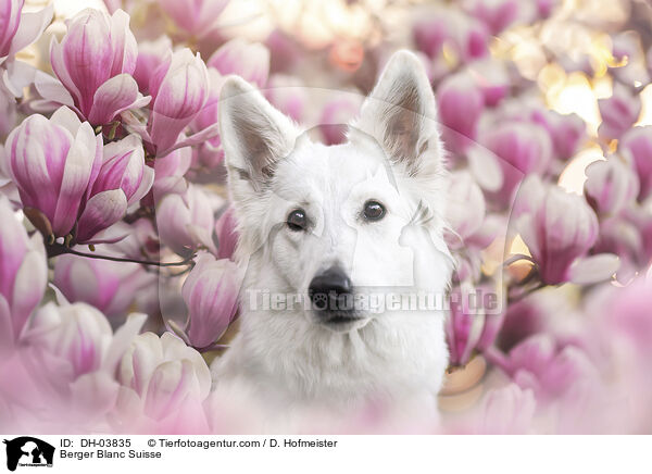 Weier Schweizer Schferhund / Berger Blanc Suisse / DH-03835