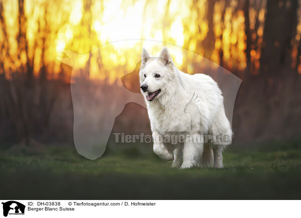 Weier Schweizer Schferhund / Berger Blanc Suisse / DH-03838