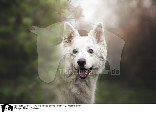 Weier Schweizer Schferhund / Berger Blanc Suisse / DH-03841