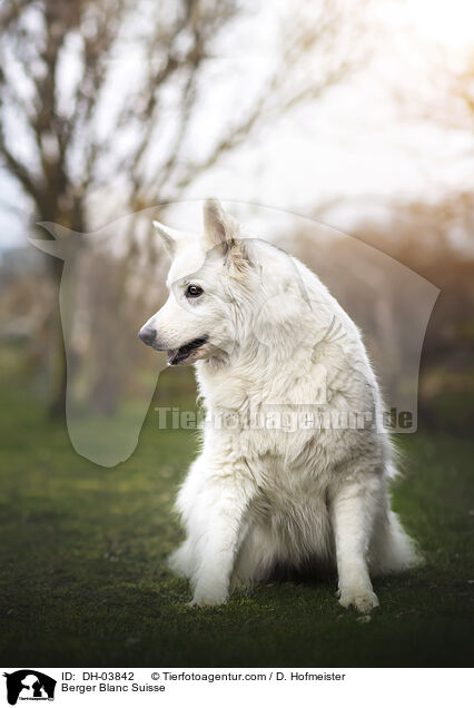 Weier Schweizer Schferhund / Berger Blanc Suisse / DH-03842