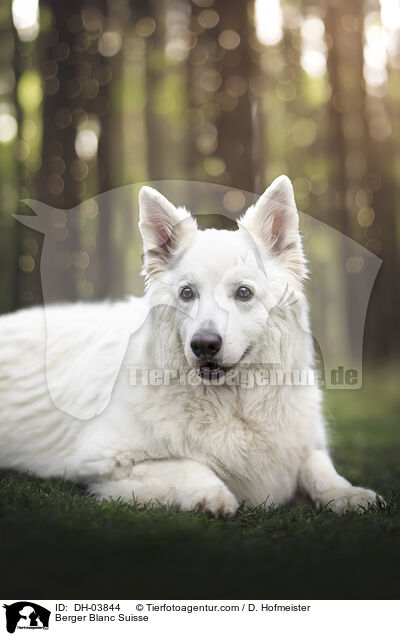 Weier Schweizer Schferhund / Berger Blanc Suisse / DH-03844