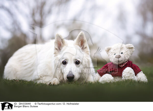 Weier Schweizer Schferhund / Berger Blanc Suisse / DH-03846