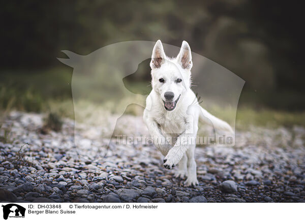 Weier Schweizer Schferhund / Berger Blanc Suisse / DH-03848