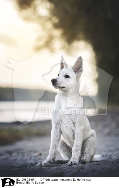 Weier Schweizer Schferhund / Berger Blanc Suisse / DH-03851