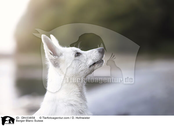 Weier Schweizer Schferhund / Berger Blanc Suisse / DH-03858