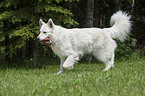 playing White Swiss Shepherd