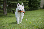 playing White Swiss Shepherd