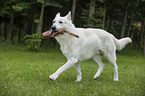 playing White Swiss Shepherd