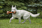 playing White Swiss Shepherd