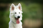 White Swiss Shepherd portrait