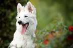 White Swiss Shepherd portrait