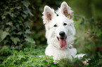 White Swiss Shepherd portrait