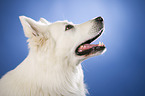 White Swiss Shepherd portrait