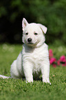 White Swiss Shepherd Puppy