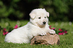 White Swiss Shepherd Puppy