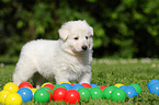 White Swiss Shepherd Puppy