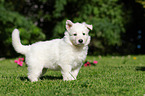 White Swiss Shepherd Puppy