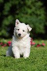 White Swiss Shepherd Puppy