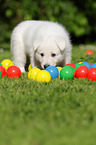 White Swiss Shepherd Puppy