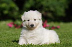 White Swiss Shepherd Puppy