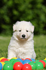 White Swiss Shepherd Puppy