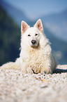 lying White Swiss Shepherd