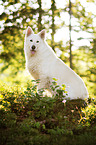 sitting White Swiss Shepherd